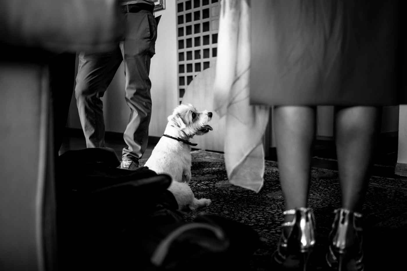 cane dello sposo fra le gambe